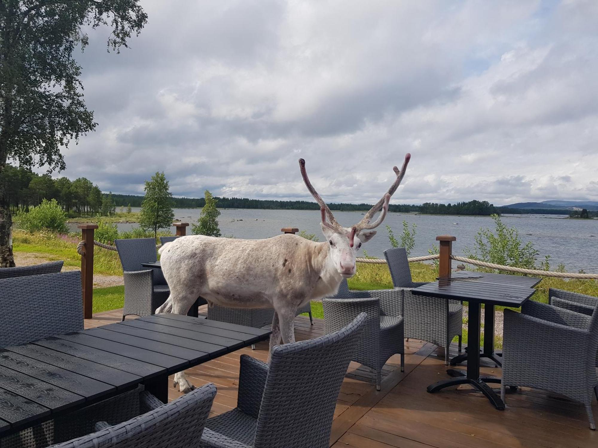 Kraja Hotel Arjeplog Kültér fotó